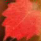 小红薯的个人资料头像