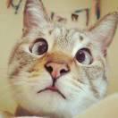 梁良的个人资料头像