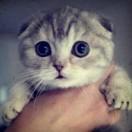 spfi不想说话的个人资料头像