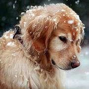 YnnhojDK本尊的个人资料头像