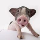 罗佩文的个人资料头像