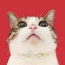 人生若只初相见的个人资料头像