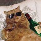 Not就是我的个人资料头像