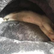 licecold的个人资料头像