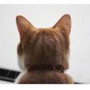 盐假洁的个人资料头像