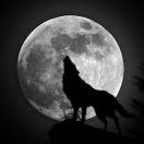 狼游的个人资料头像