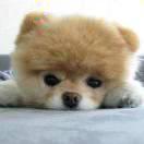 陈帅本尊的个人资料头像