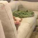 a64973的个人资料头像