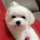 翊本尊的个人资料头像