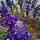 叶子65281的个人资料头像