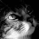 浪里小白虎的个人资料头像