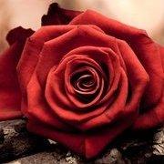 用户1495736249606173190的个人资料头像