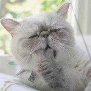 亚历山大吃葡萄的个人资料头像