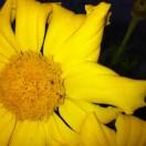 瓜瓜爱学习的个人资料头像