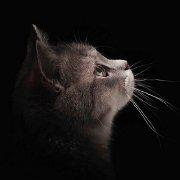 异国迷宫的十字路口x的个人资料头像