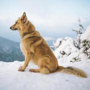 LoveFoods的个人资料头像