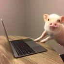 miao小酱的个人资料头像