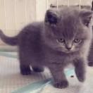 Sharsbin的个人资料头像