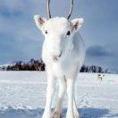 Sparrow就是我的个人资料头像