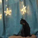 如果的个人资料头像