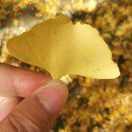 一叶知秋君66139的个人资料头像