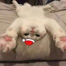 安分守己好少年的个人资料头像