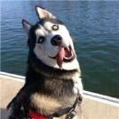 二哈儿的个人资料头像