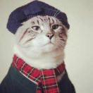 喵爸爸的个人资料头像