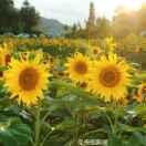 启鹏的个人资料头像