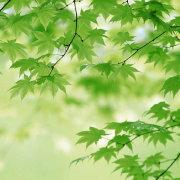 小菜鸟公寓的个人资料头像