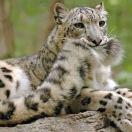 唠嗑狸的个人资料头像