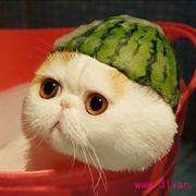 niechangsheng的个人资料头像