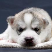 gl01108023的个人资料头像