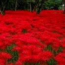 菜酱的个人资料头像