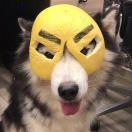 Gigi酱的个人资料头像