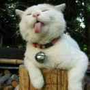 嘛咪嘛咪哄的个人资料头像