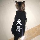 ylj的个人资料头像