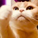 SDD的个人资料头像