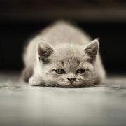 ant0804的个人资料头像