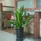 lone123的个人资料头像