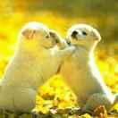 阿冰本尊的个人资料头像