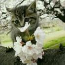 粘人的猫咪的个人资料头像