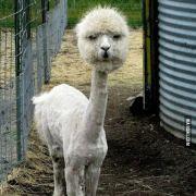 诚真勤仁的个人资料头像