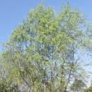 倚楼轻风雨的个人资料头像