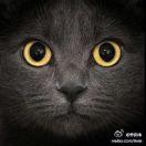 乔体伟的个人资料头像