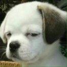 如来的个人资料头像