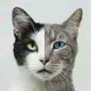 Abocide的个人资料头像