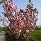 ye_song的个人资料头像