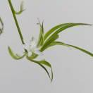 格子铺的小草的个人资料头像