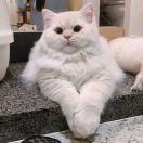 68805的个人资料头像